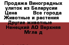 Продажа Виноградных улиток из Беларусии › Цена ­ 250 - Все города Животные и растения » Другие животные   . Ненецкий АО,Верхняя Мгла д.